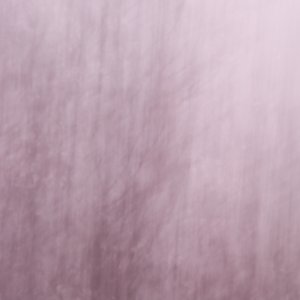 Kirschblüte...... Sabine Schröder